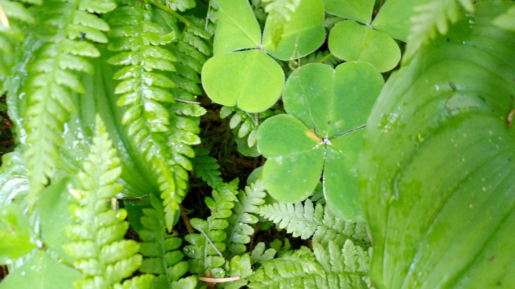 Lucky Shamrocks!