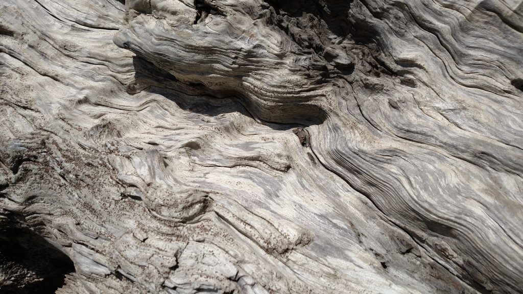 Beautiful Swirly Driftwood