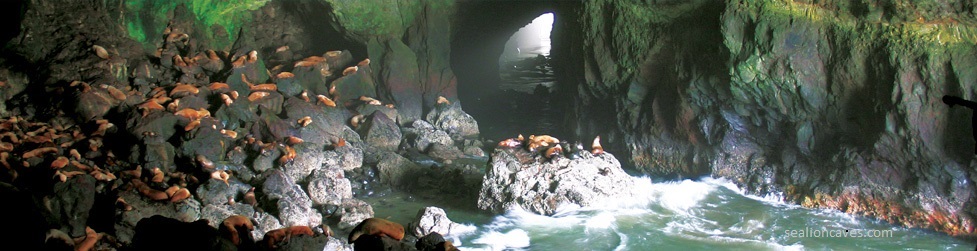 The Sea Lion Caves Weekend at Tyee Lodge… Part trois (three) – Trivia?